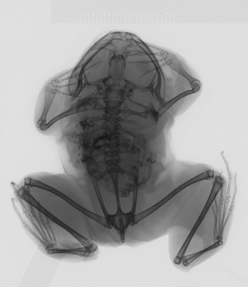 Media type: image;   Herpetology A-15405 Aspect: dorsoventral x-ray